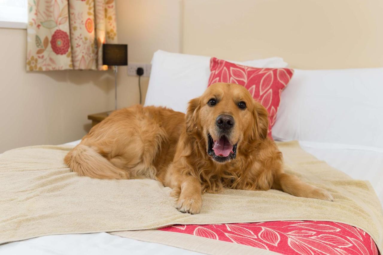Triple Room - Pet Friendly