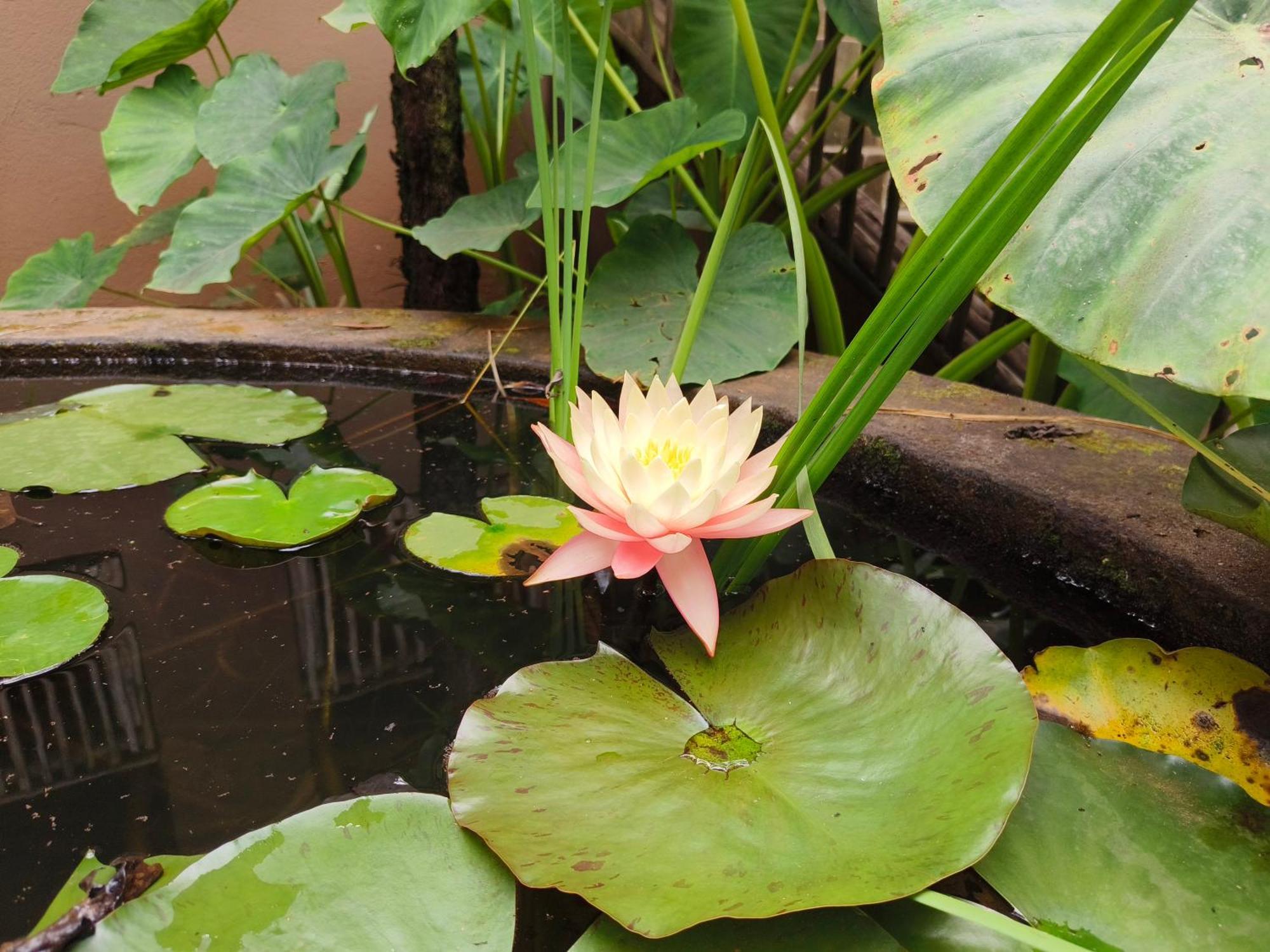 Familiekamer met Uitzicht op de Tuin.