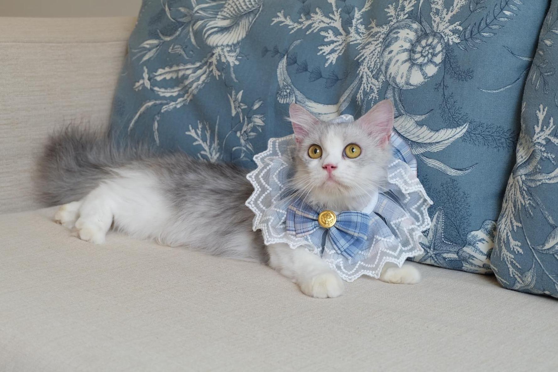 Blu Suite Pet Friendly