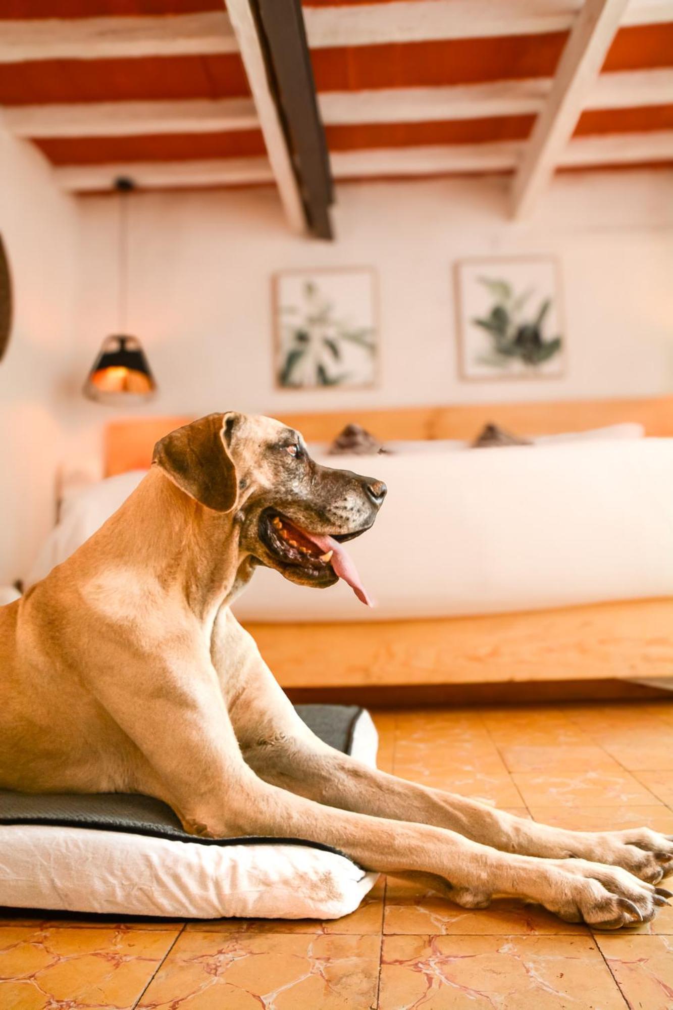 Habitación Doble - se aceptan mascotas - cama extragrande