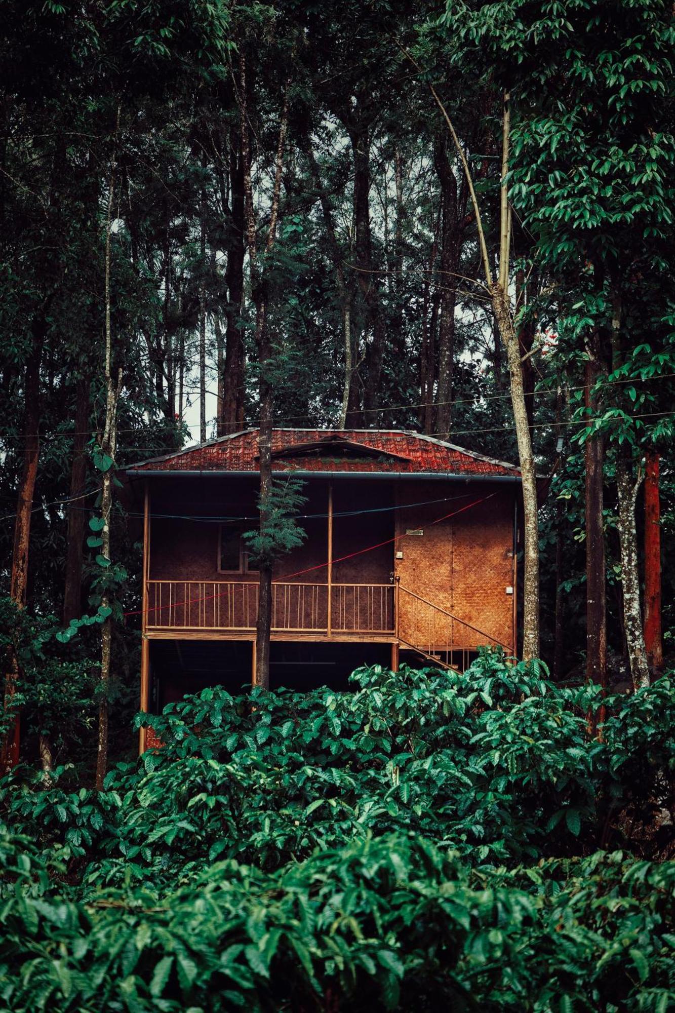 King Room with Forest Views