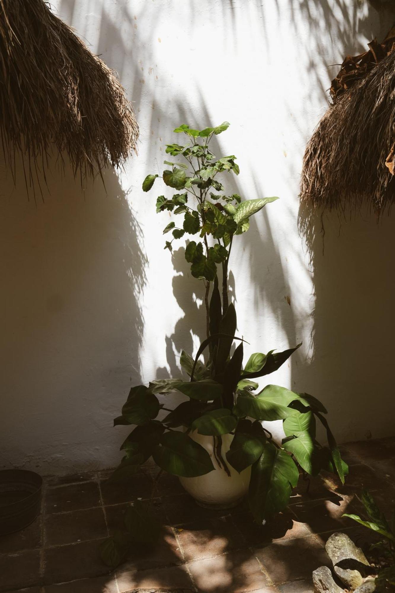 Bungalow Garden View,1676753786:JPEG