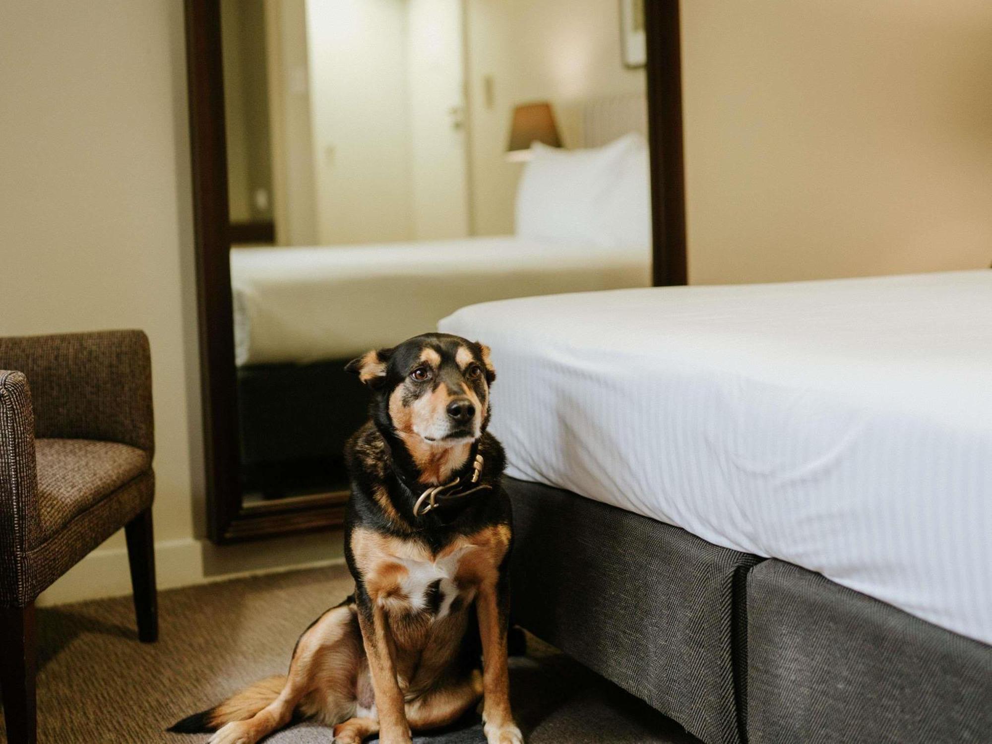 Pet Friendly Hotel Room,1739414030:JPEG