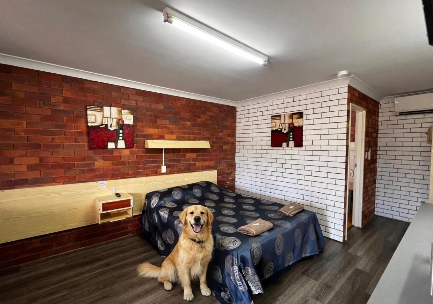 Pet Friendly Queen Room