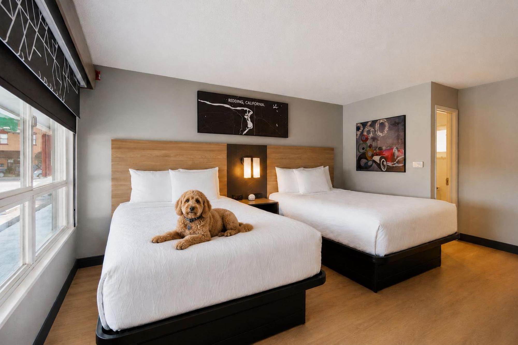 Standard Queen Room Two Queen Beds Pet Friendly,1772088786:JPEG