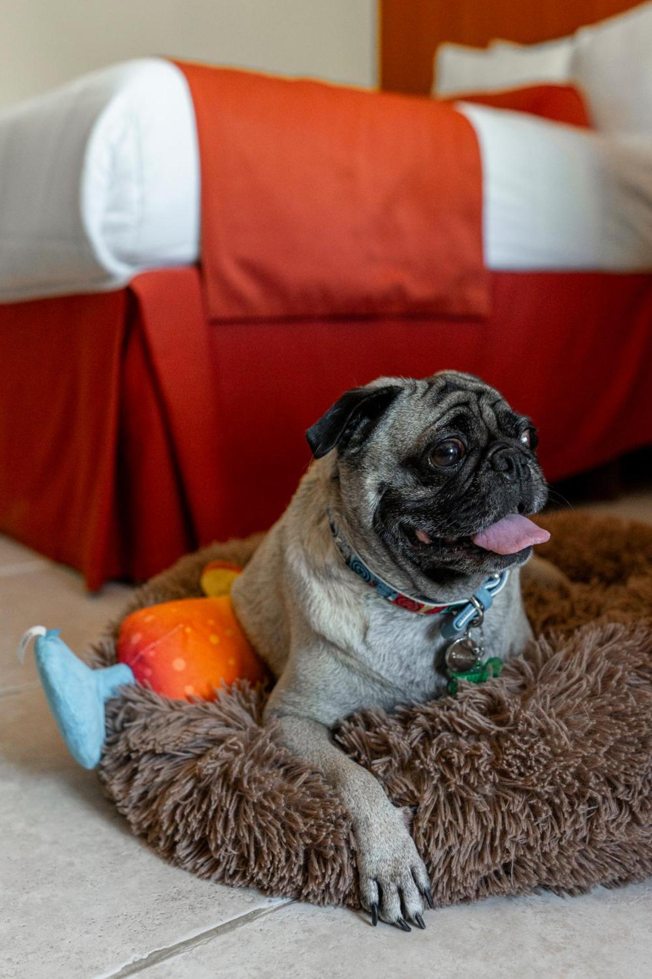 Standard Twin Room - Dog Friendly