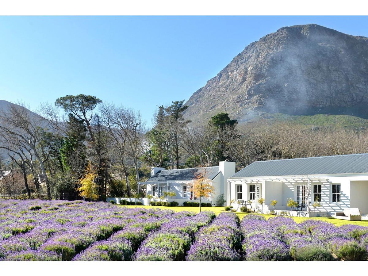 Luxuriöse Suite mit Blick auf Lavendel