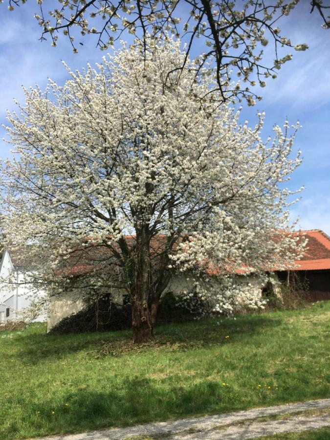 Apartment mit Gartenblick