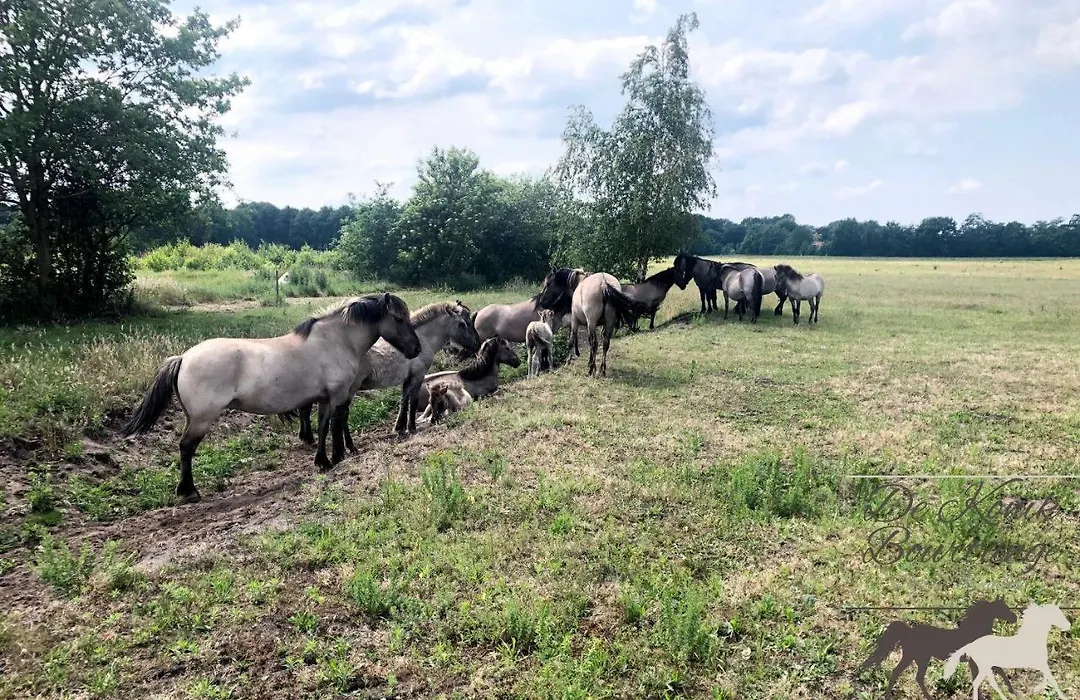 B&B De Konik Bourtange-1