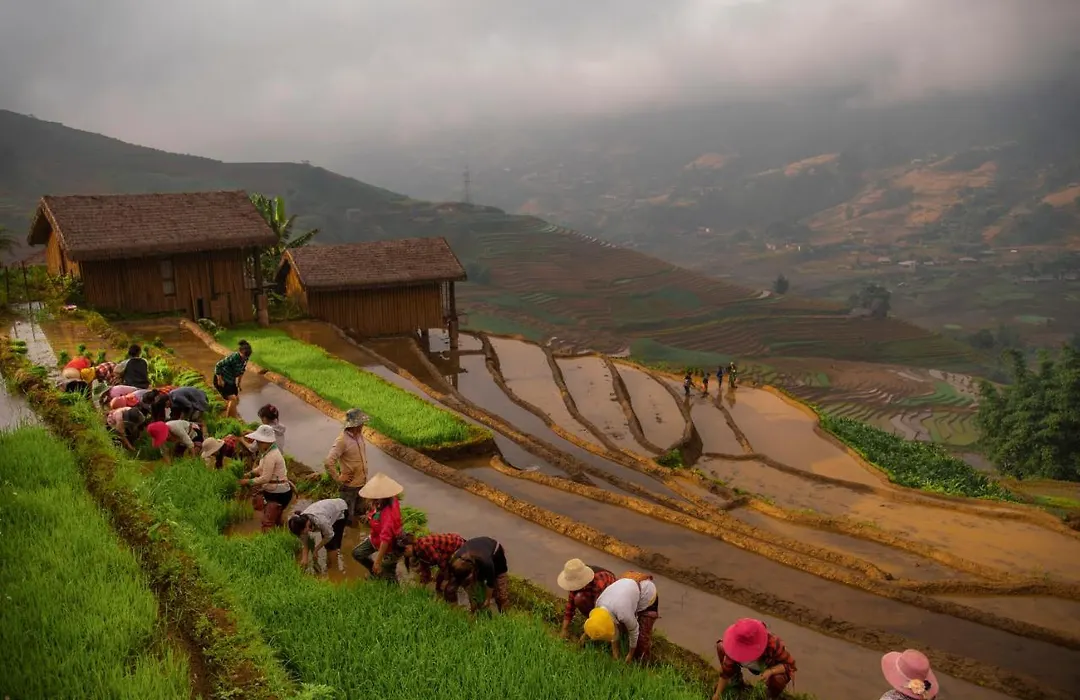 Eco Palms House - Sapa Retreat-1