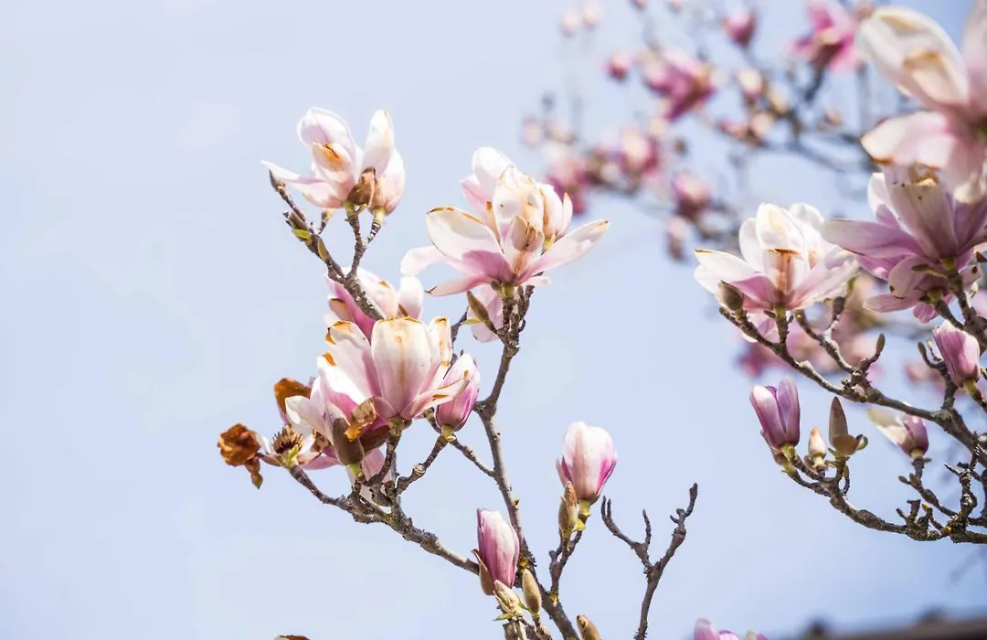 La Magnolia-1