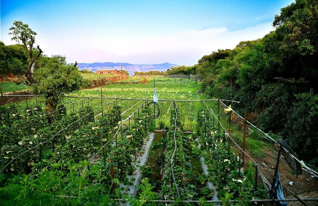 Dv Inns Farmvilla - Besides Strawberry Farms-1