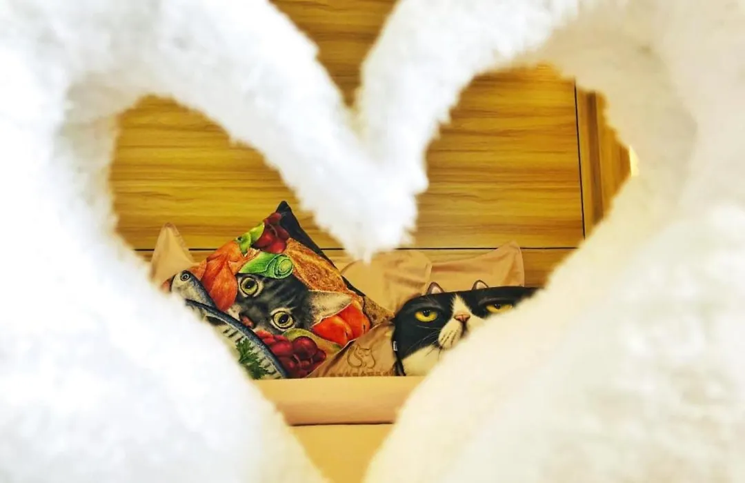 Cat Story Hotel-1