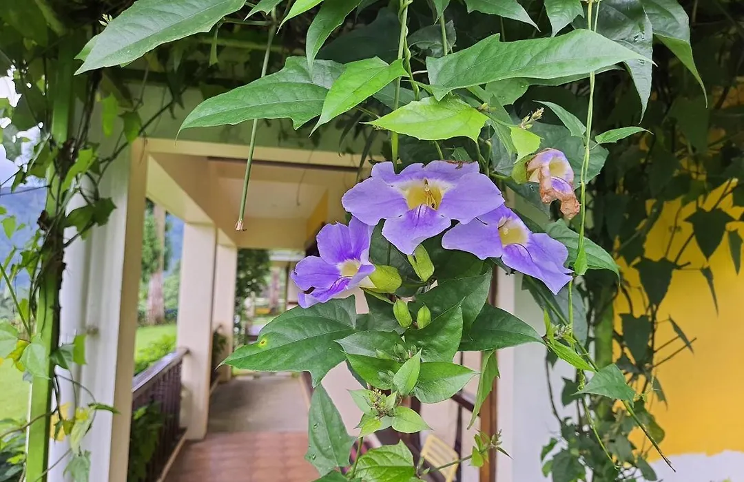 Chamong Chiabari Mountain Retreat-1