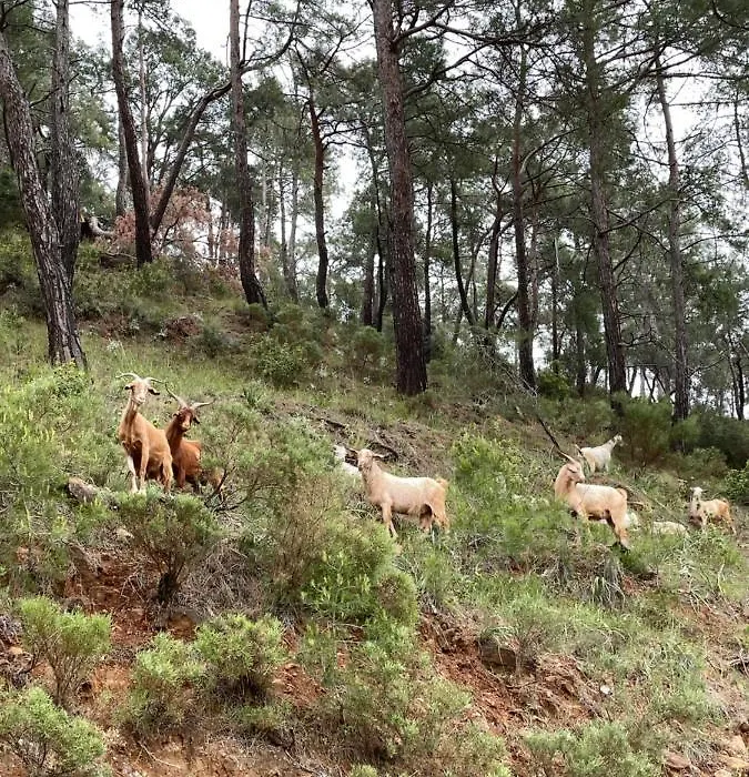 İnlice Kamp-1