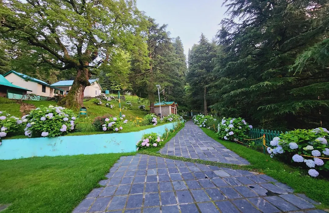 Forest Vibes Kalatop Rooms Restaurant-1