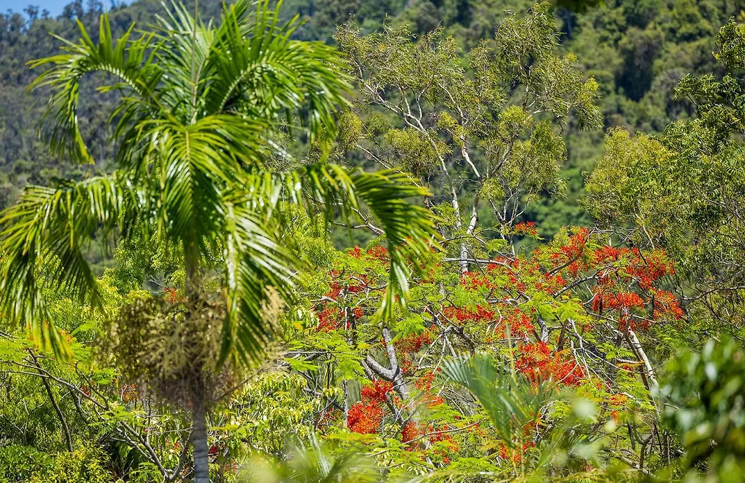 Kipara Tropical Rainforest Retreat-1