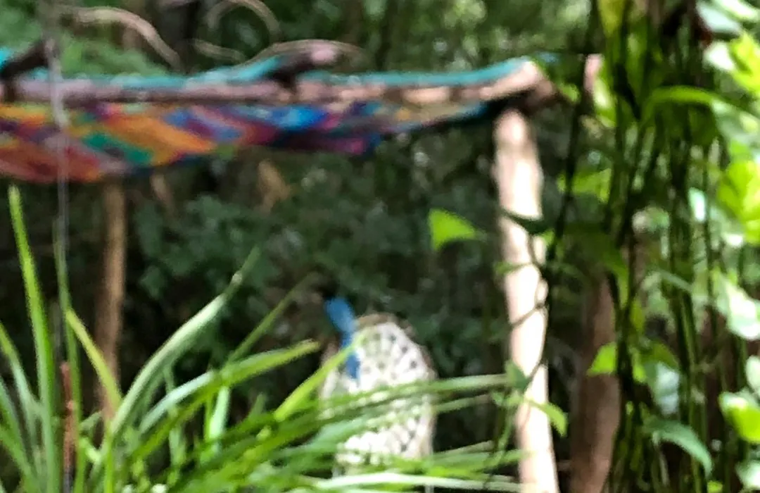 Casa Tzalam Tulum Selva-1