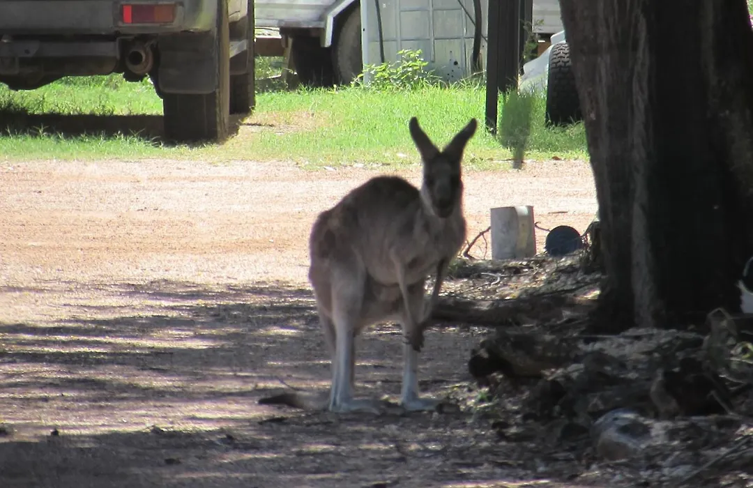 Ironbark Inn-1