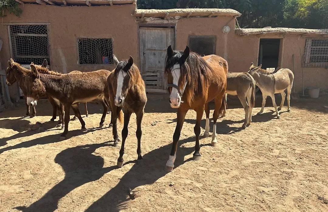 Dar Tawarta Guest House Dakhla-1