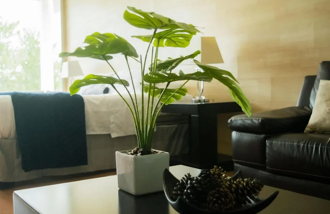 Giakor Suites - Gran Jardín-1