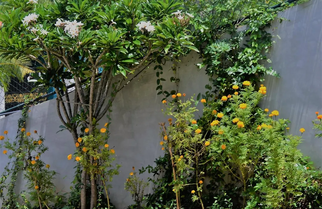 Bellaxy Ceylon-1