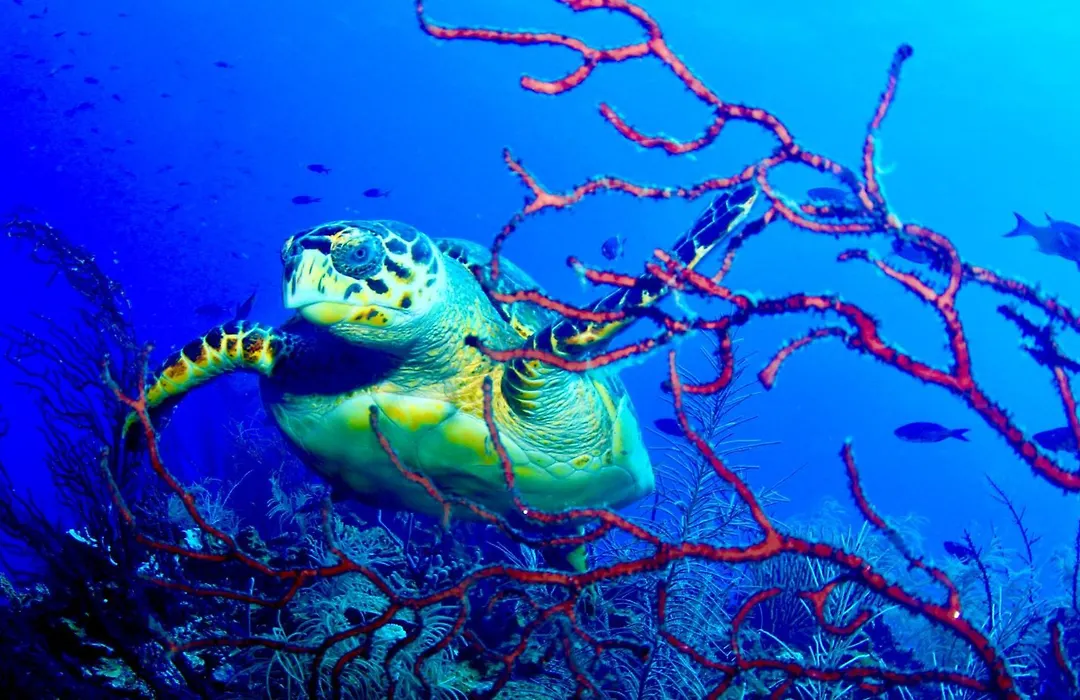 Blue Reef Island-1