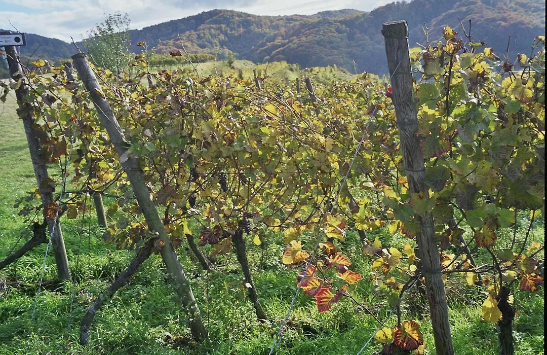 TIPTOP Hotel Garni Pfauen-1