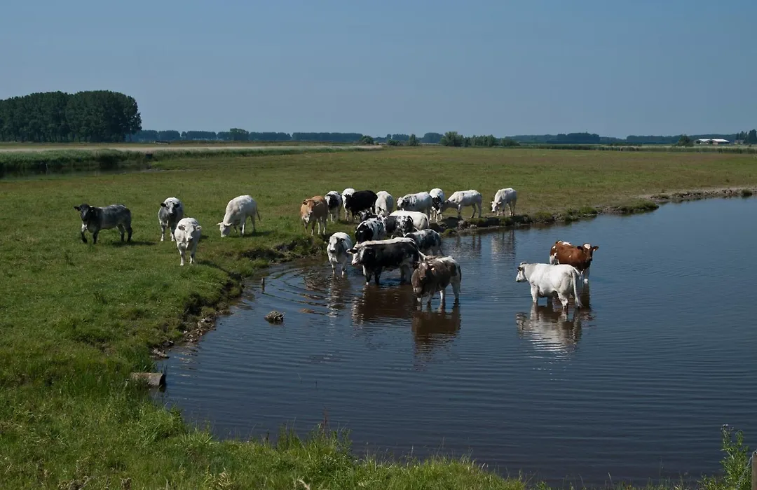 De Eenhoorn-1