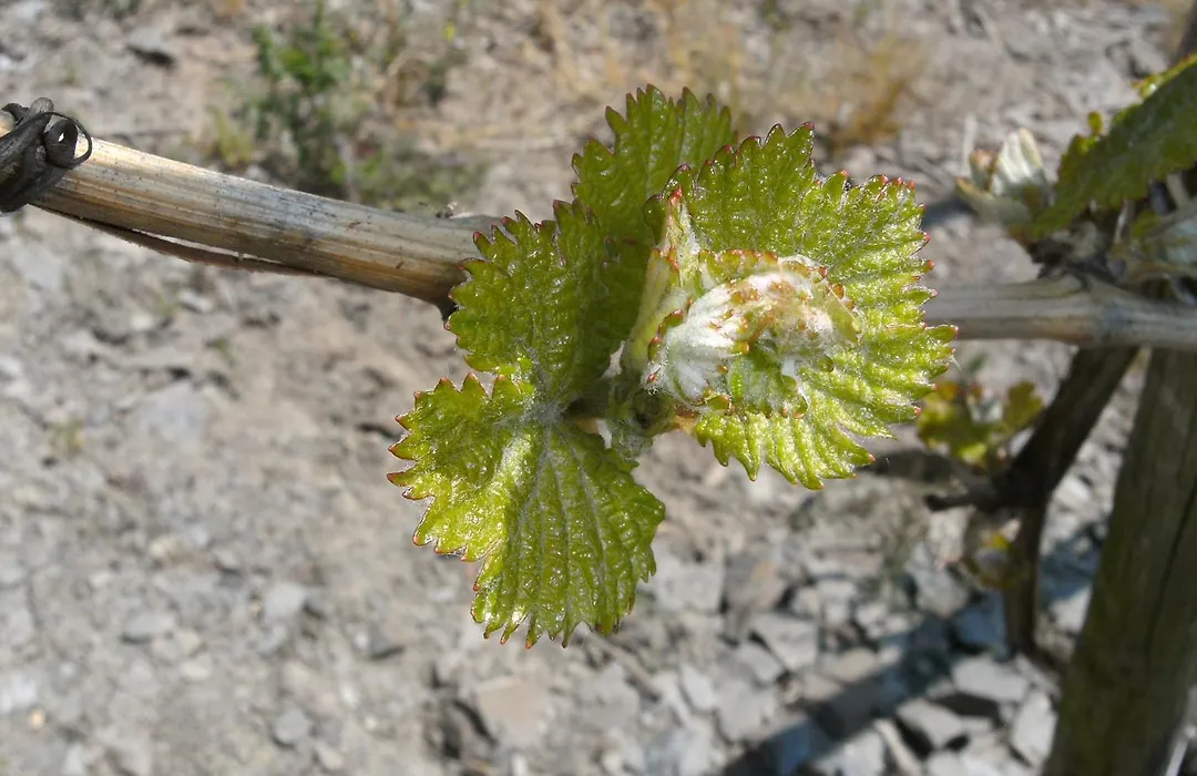 Weinhotel Hubertus Garni-1