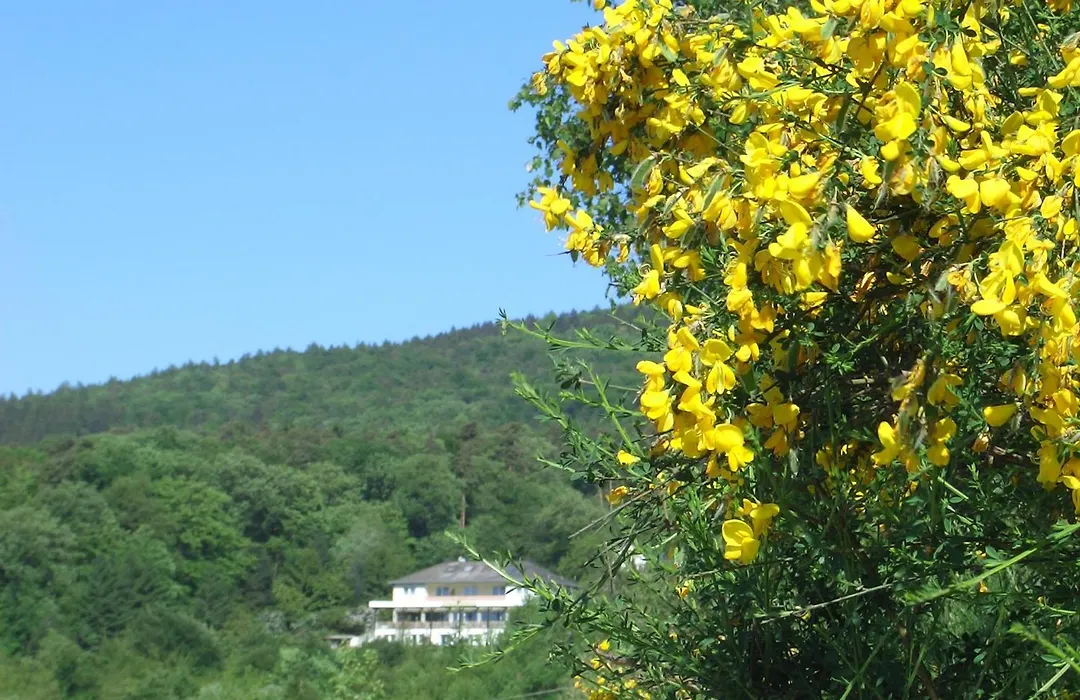 Zum Rebhang Bed&Breakfast-1