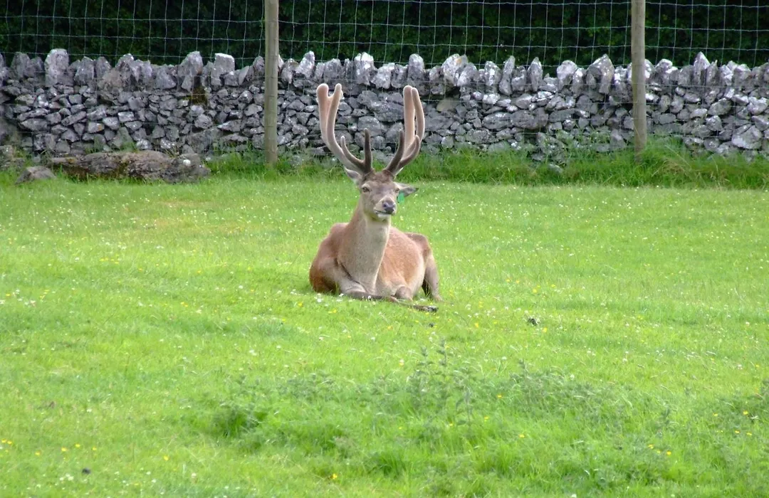 Shepherds Lodge B&B-1