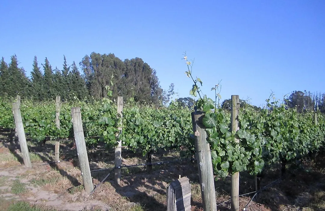 Pearlessence Vineyard Inn-1