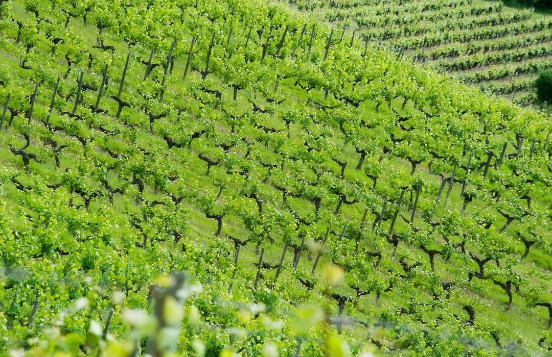 Domaine de la Soucherie - Chambres d'hôtes-1
