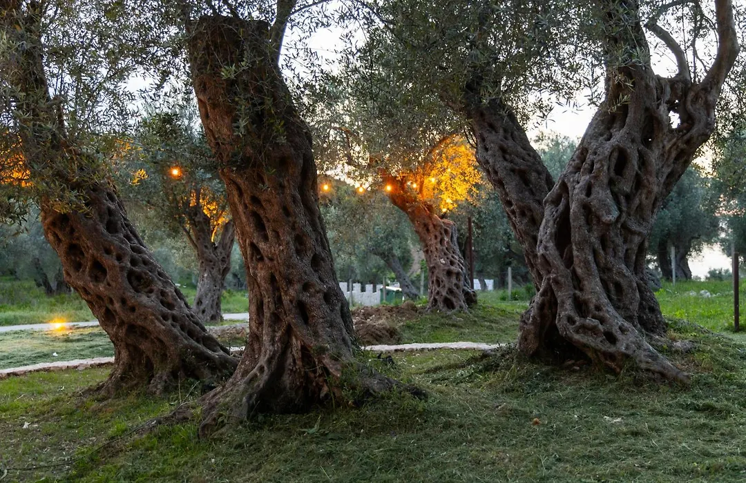 Mashtra - The Olive House-1