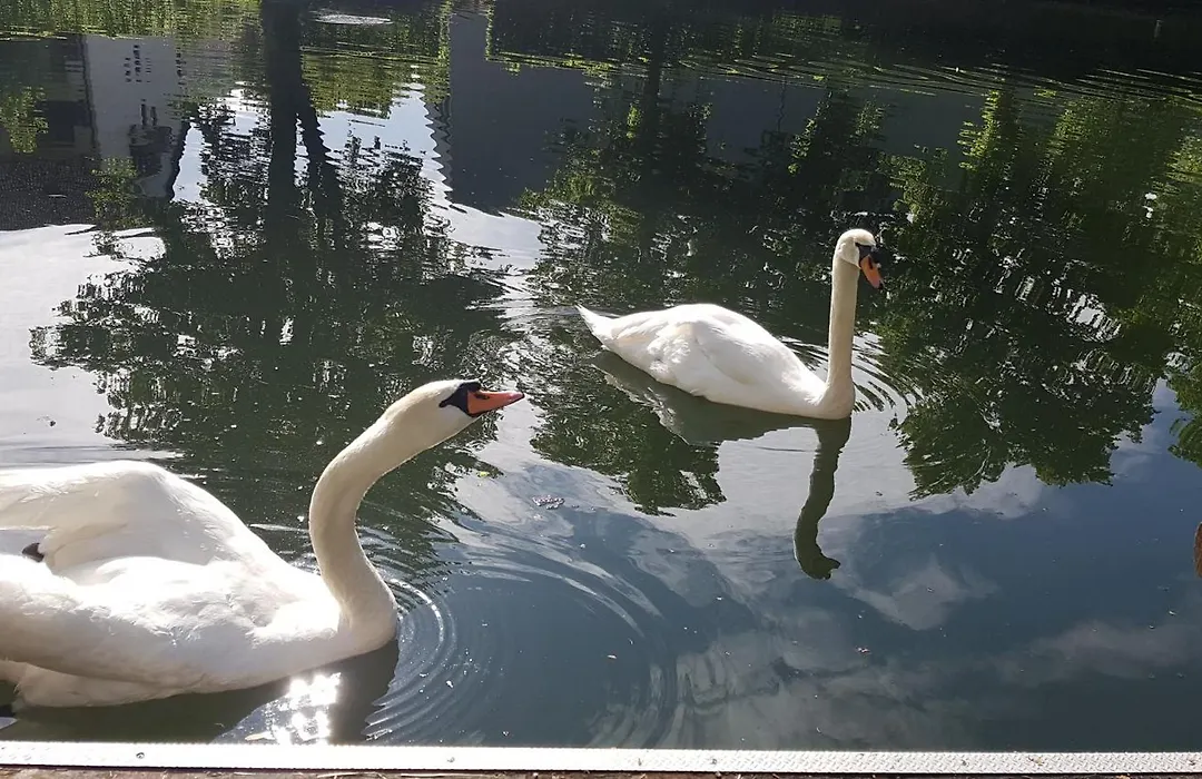 Hotel Schiff Nagold-1