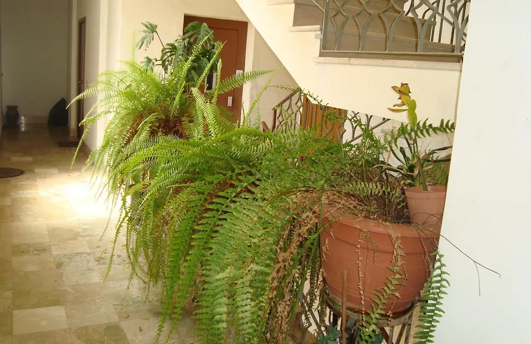Antonio'S House-1