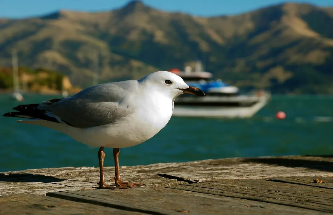Akaroa Top 10 Holiday Park-1