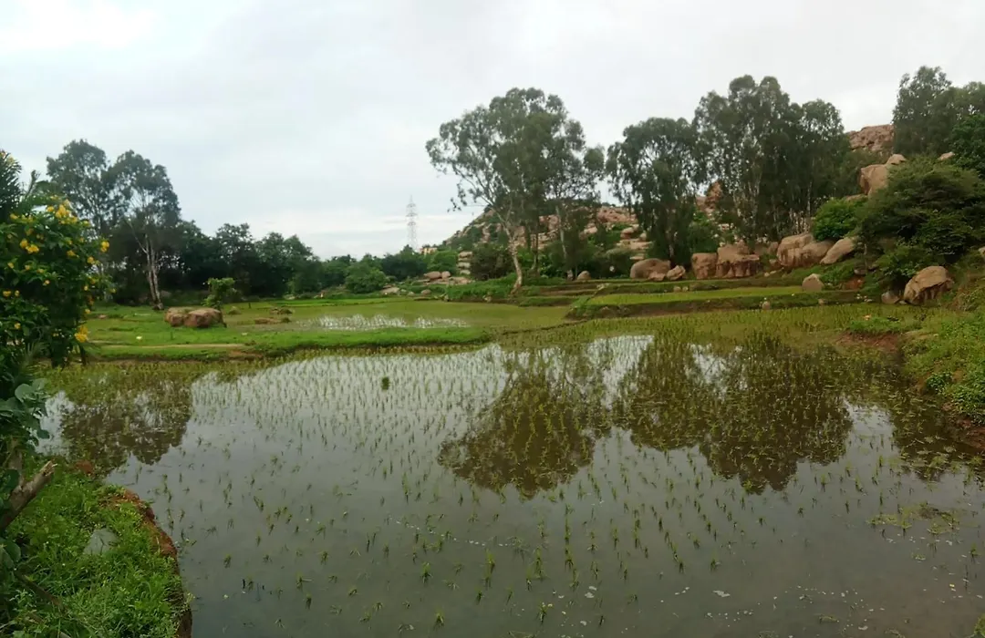 Rambo Homestay & Restaurant Hampi-1