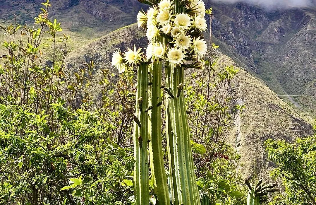 Sequeiros Garden-1