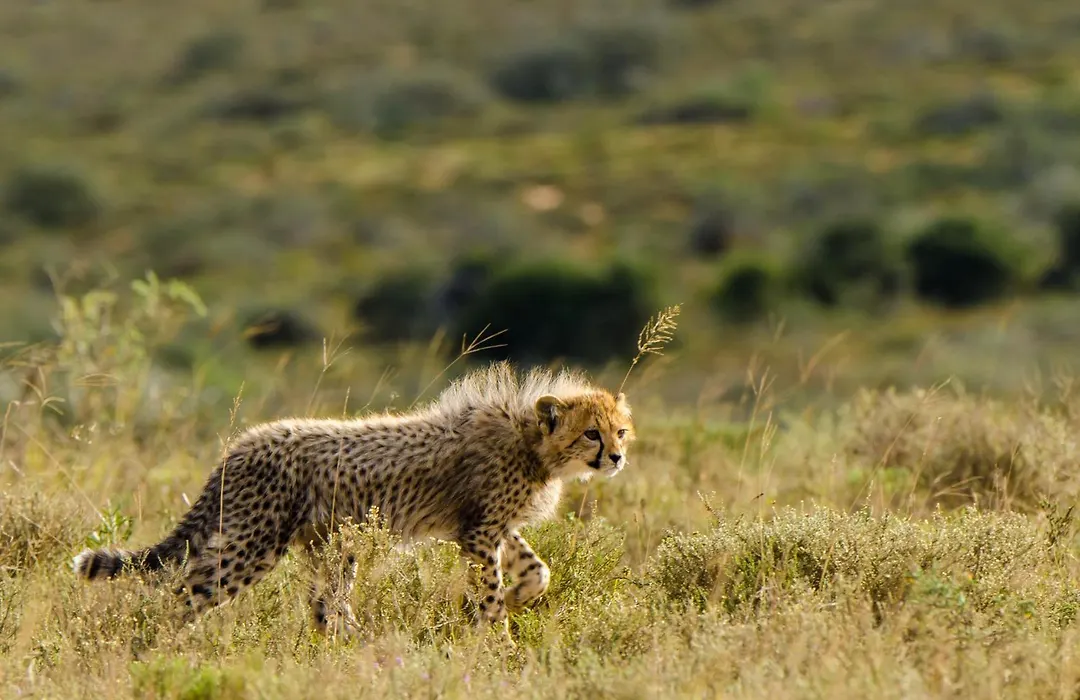 Kwandwe Private Game Reserve - Ecca Lodge-1