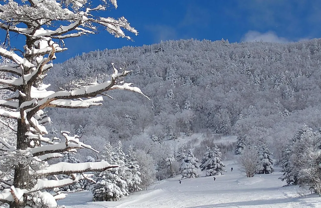 Silver Shiga-1