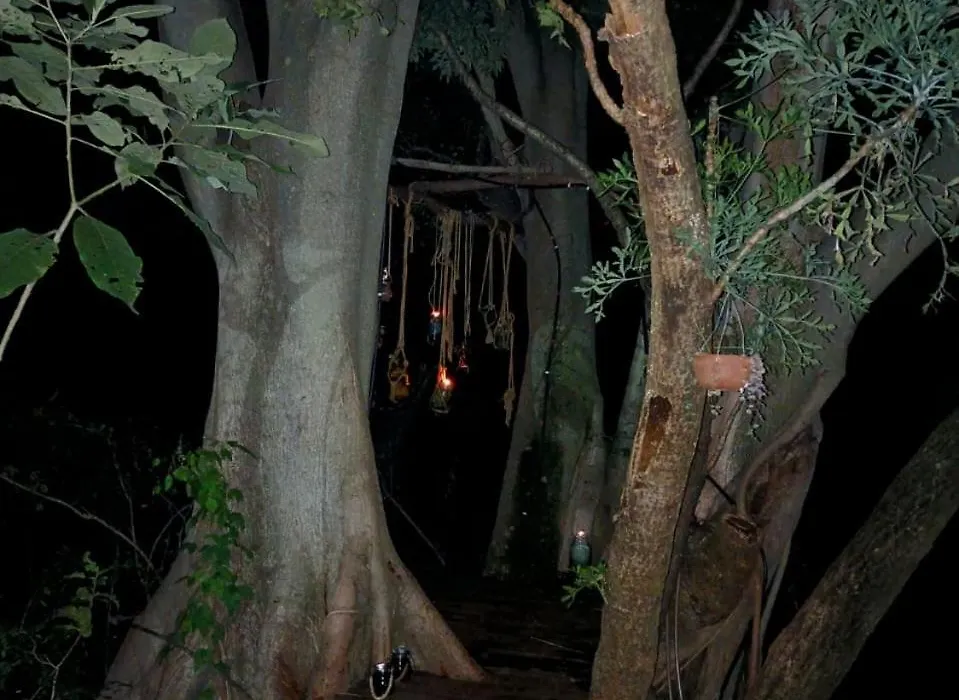 Klein Eden Forest-1