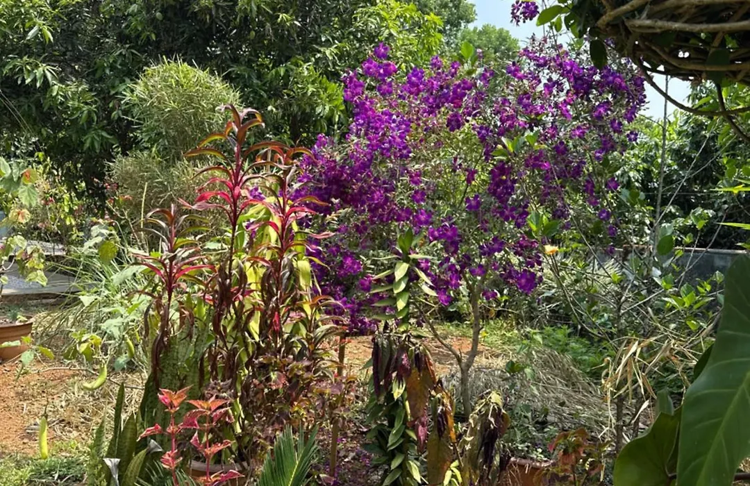 Jungle Castle-1