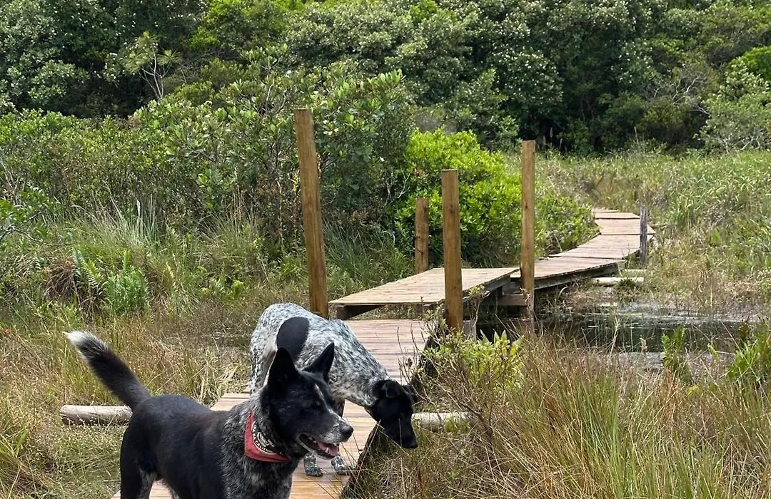 Jungle Floripa-1