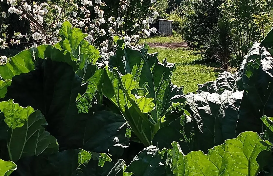 Le jardin d'Orion-1