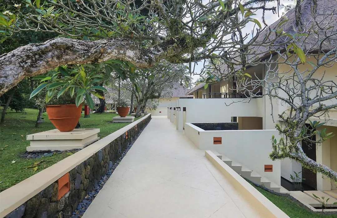 Alila Manggis-1