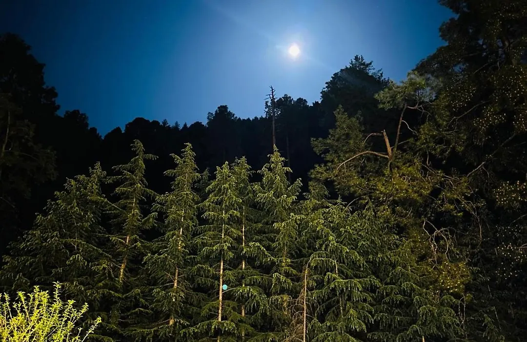 Odyssey Stays Kasol - Tree House & Swiss Tent-1