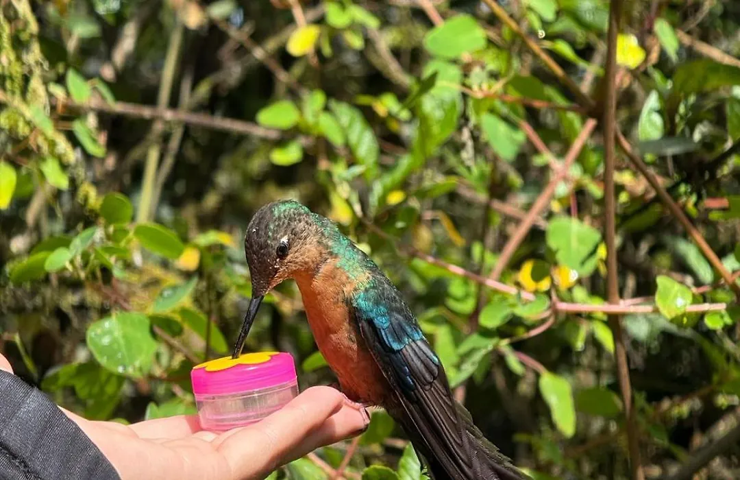 El Refugio Del Colibri-1