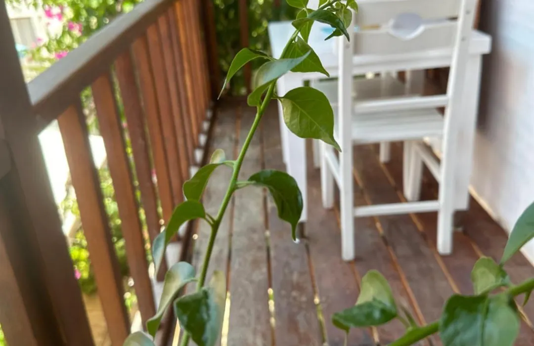 Courtyard Kalkan-1
